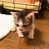 自力で歩けない『ボロボロの子猫』を保護して３日目…まさかの瞬間が感動的すぎると24万再生「一生懸命な姿に涙」「未来は明るい」の声