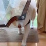 おじいちゃんとおばあちゃんが遊びに来た→犬が大慌てでお迎えして…あまりにも平和な『素敵すぎるやり取り』が71万再生「取り合い可愛いｗ」