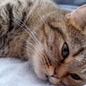 赤ちゃんを抱えたママ猫→飼い主が頭を撫でていると…思わず感動する『愛あふれる光景』が16万再生「健気で泣けてくる」「信頼関係感じる」