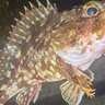冬のライトゲームで多彩魚種と対面【京都府】メバルにアジにアコウにガシラがヒット