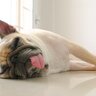 注意が必要な犬の『寝方』５つ　身体に異常があるときの寝相や対処法を解説
