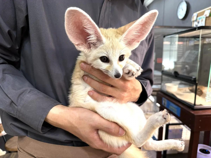 仲良し動物パフェ♡⑰ 🌸