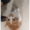 『旦那いわく、めっちゃ待ってたらしい…』ママが帰宅した瞬間、猫が…全力すぎるお出迎えの光景が226万再生「声かわいすぎ」「疲れ吹っ飛ぶ」