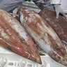 荒れる日本海で挑むタルイカ釣り【福井・敦賀湾】10kg超えを筆頭に3匹キャッチ成功！