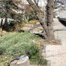 柏尾川桜並木　保全・再生計画