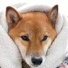 犬が『寒さに耐えている』ときのサイン6選　寒さを感じさせないための予防策とは？