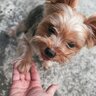 愛犬が指示なしで『オテ』をする5つの心理とは　飼い主がしてあげられることや注意点を解説