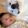 『生後4ヶ月の赤ちゃんが好きすぎる超大型犬』…お昼寝中の"まさかの行動"が尊すぎると45万再生「見てるだけで幸せ」「まるで人間のよう」