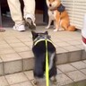 散歩中、近所のおじさんを見つけた犬→大好きが溢れてしまい…思わず笑う『まさかの行動』に「お友達はスルーｗ」「戸惑ってて草」と16万再生