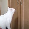 クローゼットの中にある『おもちゃが欲しい猫』→扉を開けてあげると…思わず笑っちゃう展開が14万再生「ほっこり」「なで方が完璧すぎるｗ」