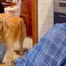 なぜか『おばあちゃんのポーチ』をくわえている大型犬…本当の目的と『微笑ましい結末』に「やり手だｗ」「ほっこりした」と絶賛の声