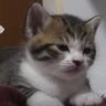 子猫のときだけじゃなかった！？
