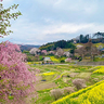 二本松市の「龍泉寺」で花まつりと棚田お花見会を開催！