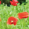 ポピー摘み11日まで　厚木市