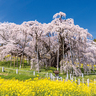 【福島県の桜スポット】三春町の『三春滝桜』と一緒に楽しみたいランチスポット3選