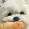 おもちゃで遊んで欲しい犬→まさかの『人間の良心に訴えかけてくる方法』に5万いいね「おもちゃ並んでて可愛い」「ぜひ遊びたい」と悶絶の声