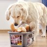 愛犬と遊ばないと起こる悪影響3つ　心身に与えるリスクから遊ぶ頻度や時間まで解説