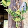 邪気払い、福呼ぶ展示　都筑民家園