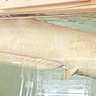 黄金ナマズ「たまずん」死す　多くの人から親しまれ