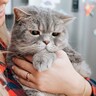 『抱っこ嫌いな猫』にもワケがある！抱っこが嫌がる4つの心理と、慣れてもらう方法