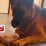 強面の大型犬が『小さなヒヨコ』と触れ合った結果…思っているのと違う『まさかの反応』が28万再生「優しくて賢い」「可愛すぎるｗ」と絶賛の声