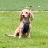 子犬がドッグランで迷子になった結果…不安そうに飼い主を探す姿と『見つけた瞬間の反応』に反響「ダッシュする姿可愛すぎる」と悶絶の声も