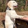 大型犬と『広いドッグランに遊びに行った』結果…まさかの場所で見せた姿に爆笑の声「予想外のポーズｗｗ」「飼い主の位置で草」と23万再生