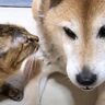 絶妙な距離感がある柴犬と猫たち→積極的に近づいてくる猫に思わずびっくり！