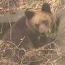 「最近のクマは、鈴やラジオの音では逃げない？」よくある疑問30個に回答！秋田県から学ぶ、全国に通じる大切なこと【前編】