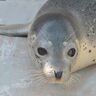 【新潟市水族館マリンピア日本海】4月に誕生したゴマフアザラシの愛称を募集中｜新潟市中央区