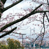 瀬戸大橋×桜