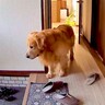 出張中、家にいる大型犬の様子をカメラで覗いてみた結果…まさかの『切なすぎる姿』が尊いと41万再生「忠犬の鑑」「なんて健気なの」と感動