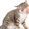 愛猫を虜にする『極上のなでなでテクニック』3選　タッチや手の動き…猫を喜ばせるには？