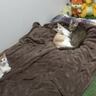 飼い主が寝た後の猫たちを『隠し撮り』してみたら…悶絶必至の『可愛すぎる姿』が84万再生の反響「反則鼻血吹いた」「ずっと見てられる」