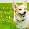 【兵庫県】ドッグラン＆カフェ12選！愛犬とのおでかけが楽しくなるおすすめスポットを紹介♪