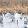 シベリアから来た冬の使者を観察できる「白鳥まつり」群馬県邑楽町のガバ沼で1月28日開催。