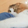 猫が『動物病院帰りのママの匂い』嗅いだら…予想外の行動が可愛すぎると14万4000再生「厳しすぎて笑う」「クンクンしまくってて草」