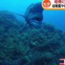 佐渡市の海底で「水中七夕まつり」　コブダイも一緒に…ダイバーが短冊に願いを《新潟》