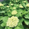 江川せせらぎ遊歩道　アジサイの花の饗宴　道行く人を楽しませる