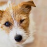 犬が苦痛に感じる『３つのお手入れ』嫌がる理由や正しいケア方法までご紹介