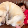 0歳の赤ちゃんと大型犬が『一緒のソファに座った』結果…あまりにも可愛い『潰されてしまう姿』が59万再生「漫画みたいｗ」「むぎゅ顔最高」