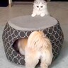 犬と猫のお留守番を隠し撮りした結果→予想外だった様子と『尊すぎるお出迎え』が29万再生「楽しそうなお留守番ｗ」「最高のコンビ」と反響