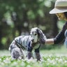 愛犬がシニア期に入る前に改善すべき『生活習慣』とは？健康に過ごしてもらうためにできることまで