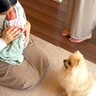 犬がママと『1週間ぶりに再会した』結果…まさかの『新しい家族との初対面』が幸せそのものだと26万再生「絶対いいお兄ちゃんになる」と絶賛