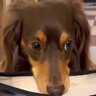 1日に何度も出かけようとしていたら、嫌がった犬が…愛おしすぎる『まさかの強硬手段』が40万再生「申し訳無さそうｗ」「両足分ｗ」と絶賛