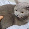 飼い主がオリジナルソングを歌いながら『猫のお尻』を揉んだら…思わず吹き出す爆笑のやり取りに「揉み過ぎは禁物ｗ」「機嫌がいいんだかｗ」の声