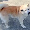 灯油を買いに行こうと外に出たら、庭にいた犬が…思った以上な『一緒に行きたいアピール』が40万再生「目がキラキラしてるｗ」「愛おしすぎ」