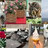 若松区の魅力を紹介する3つの動画公開　テーマは＜綺麗なバラ・かわいい動物・絶景＞？【北九州市若松区】