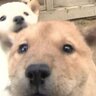 北海道犬の血統を守り続け半世紀　今年も赤ちゃんが誕生！