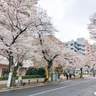ふる里さくら祭り　３月30日　宮崎台駅周辺